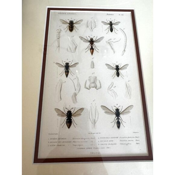 Stunning vintage copperplate engraving 19th century print bees and wasps framed - Picture 5 of 8
